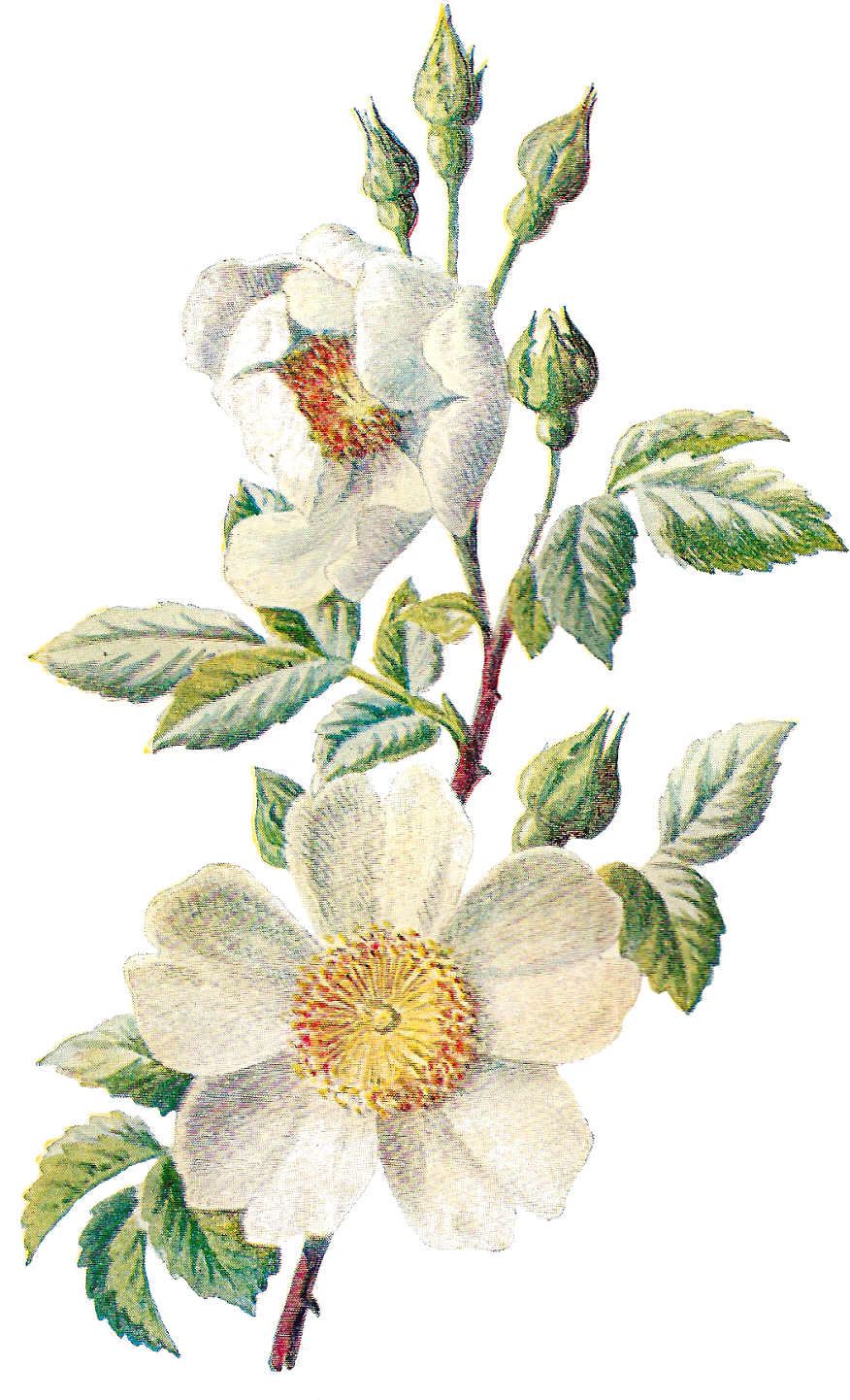 Flower Obra de arte PNG Clipart