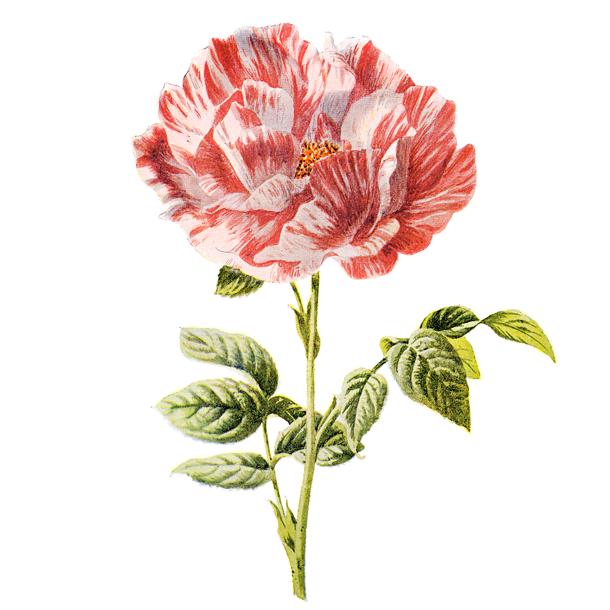 Ilustraciones de flores imágenes transparentes PNG
