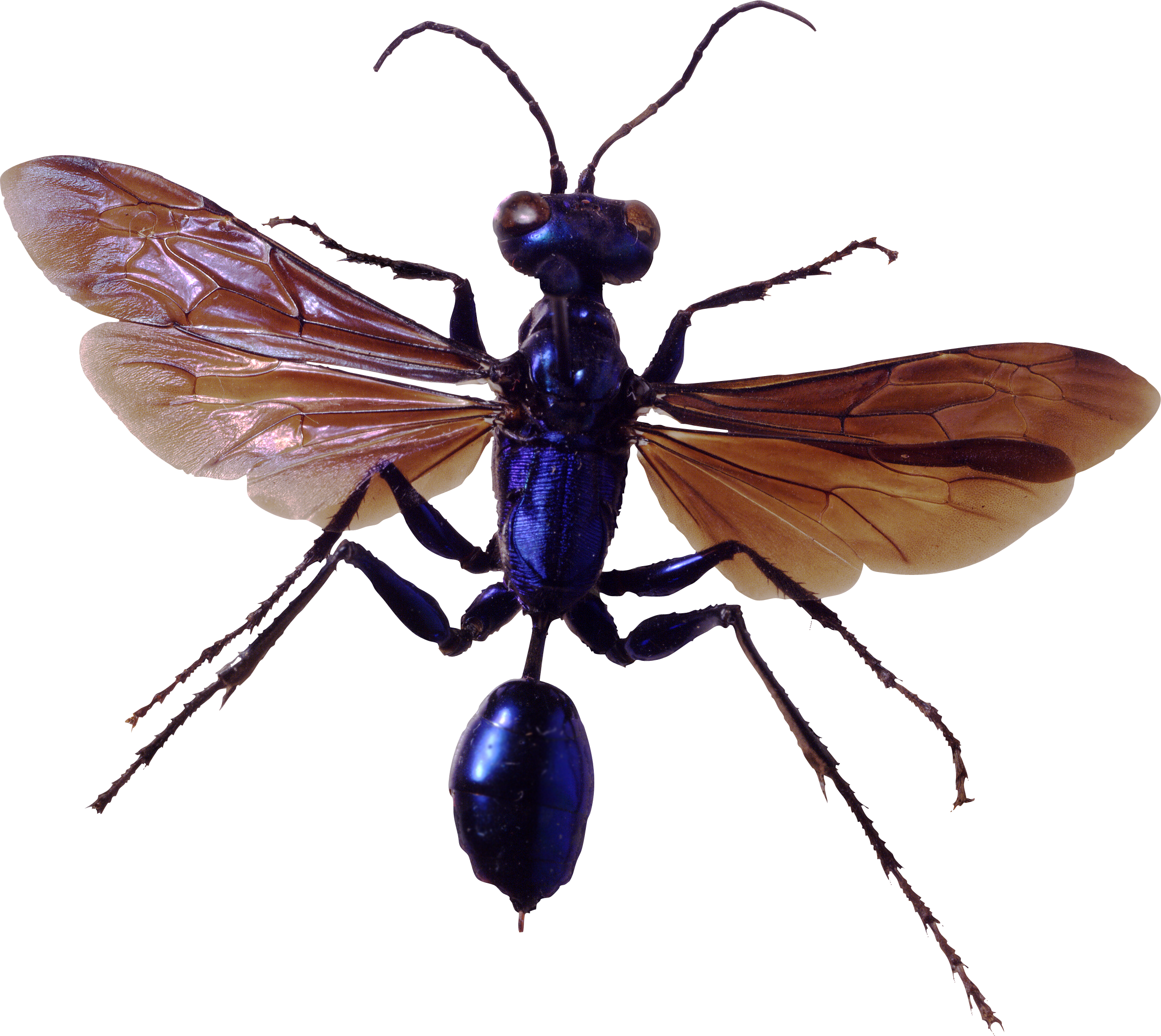 Fliegende Bugs PNG-Fotos