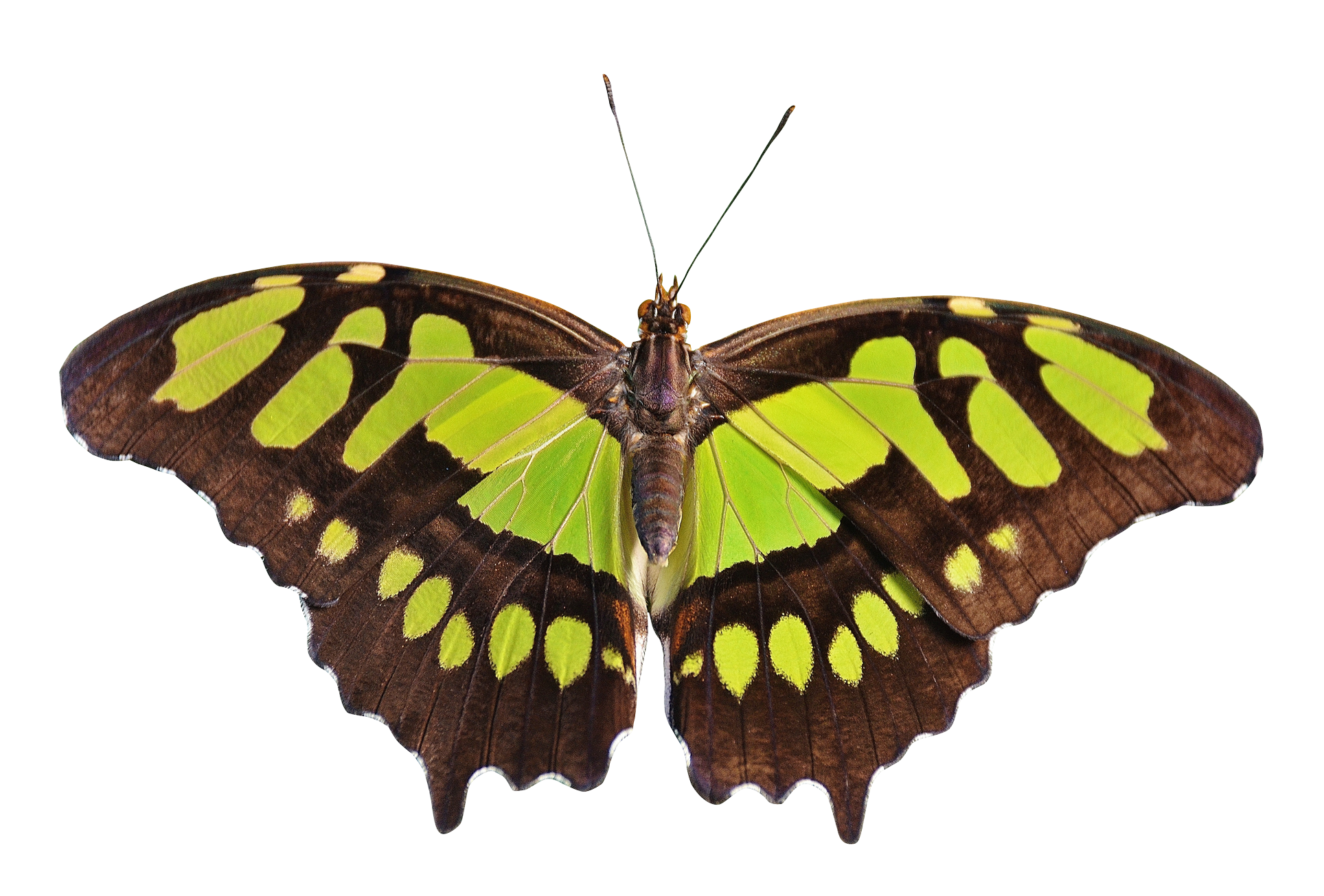 Flying Butterfly PNG Clipart
