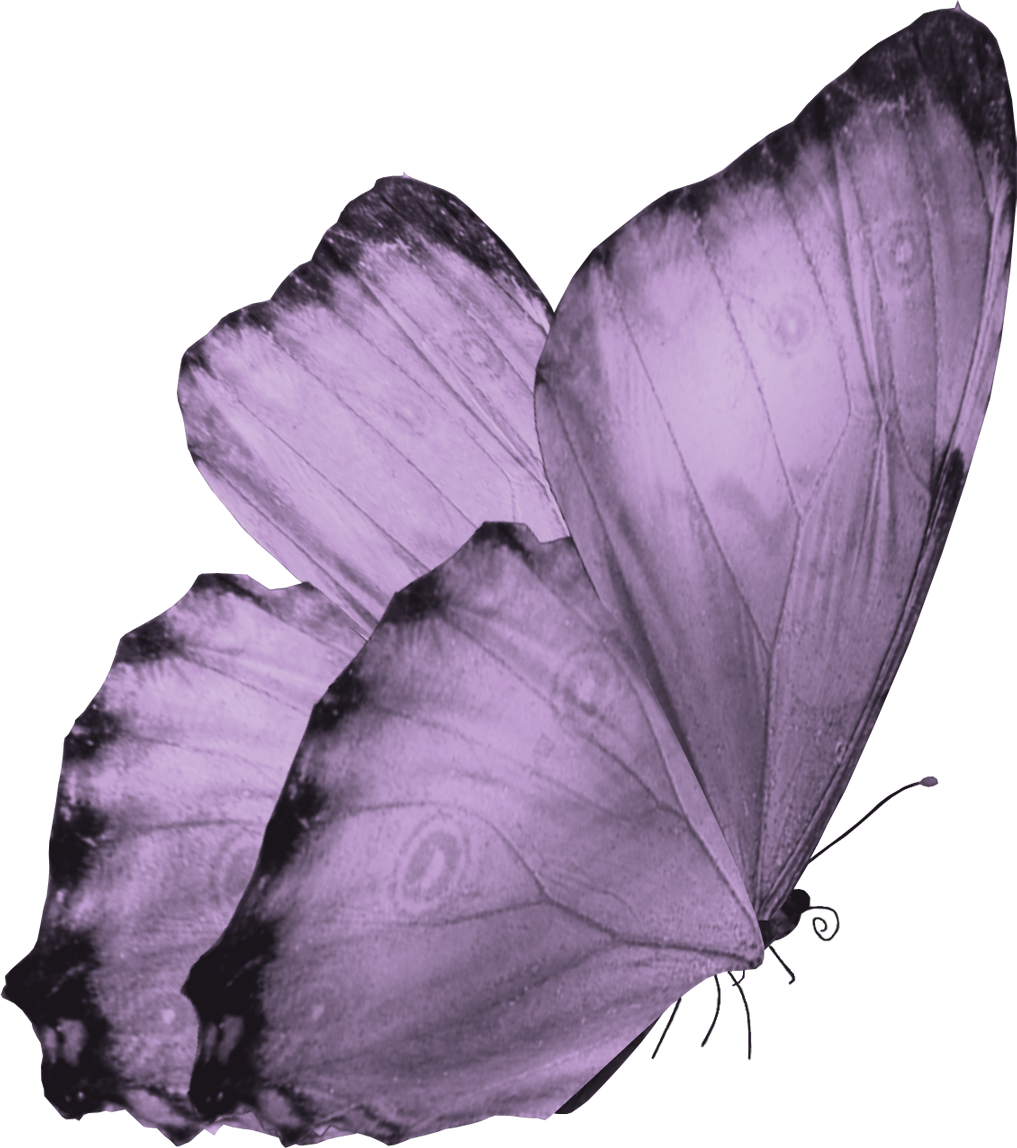 Flying Butterfly PNG Image
