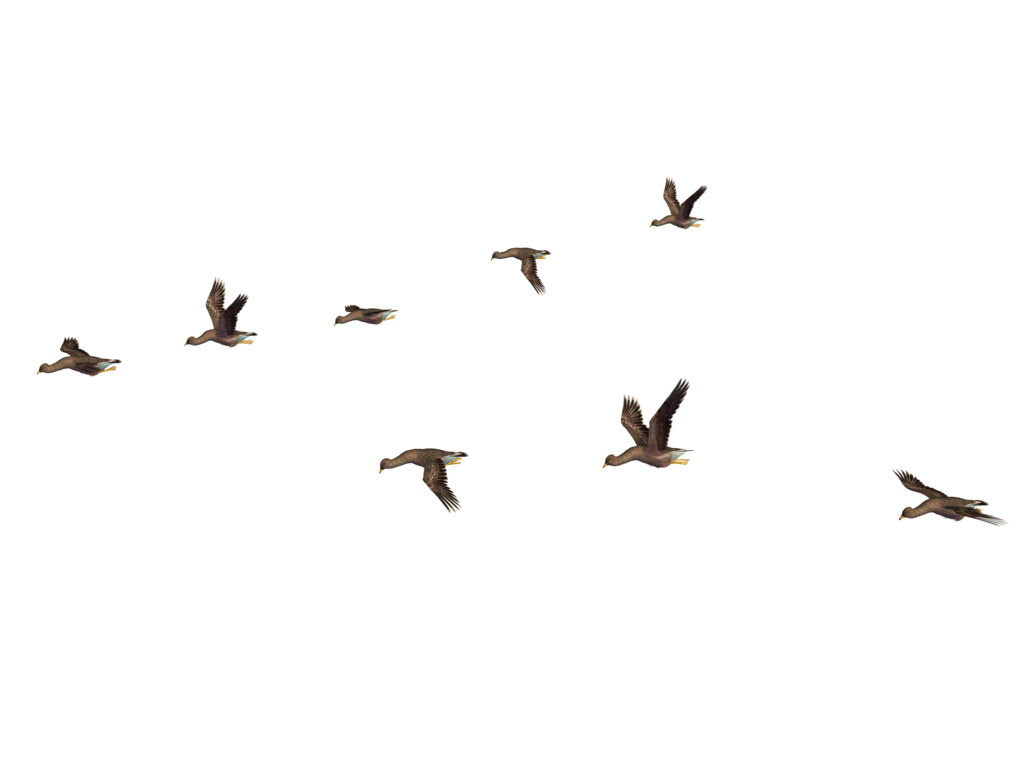 Flying Flock of Birds PNG Image