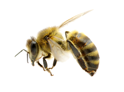 Flying Honey Bee PNG Clipart
