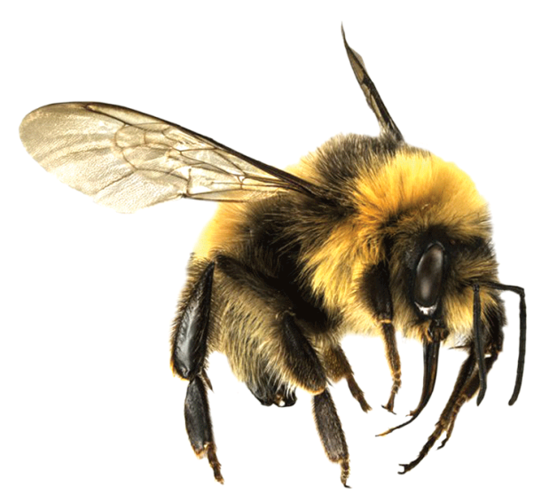 Flying Honey Пчела PNG файл