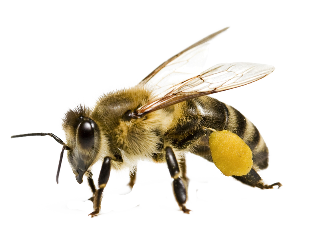 Flying Honey Bee PNG Image