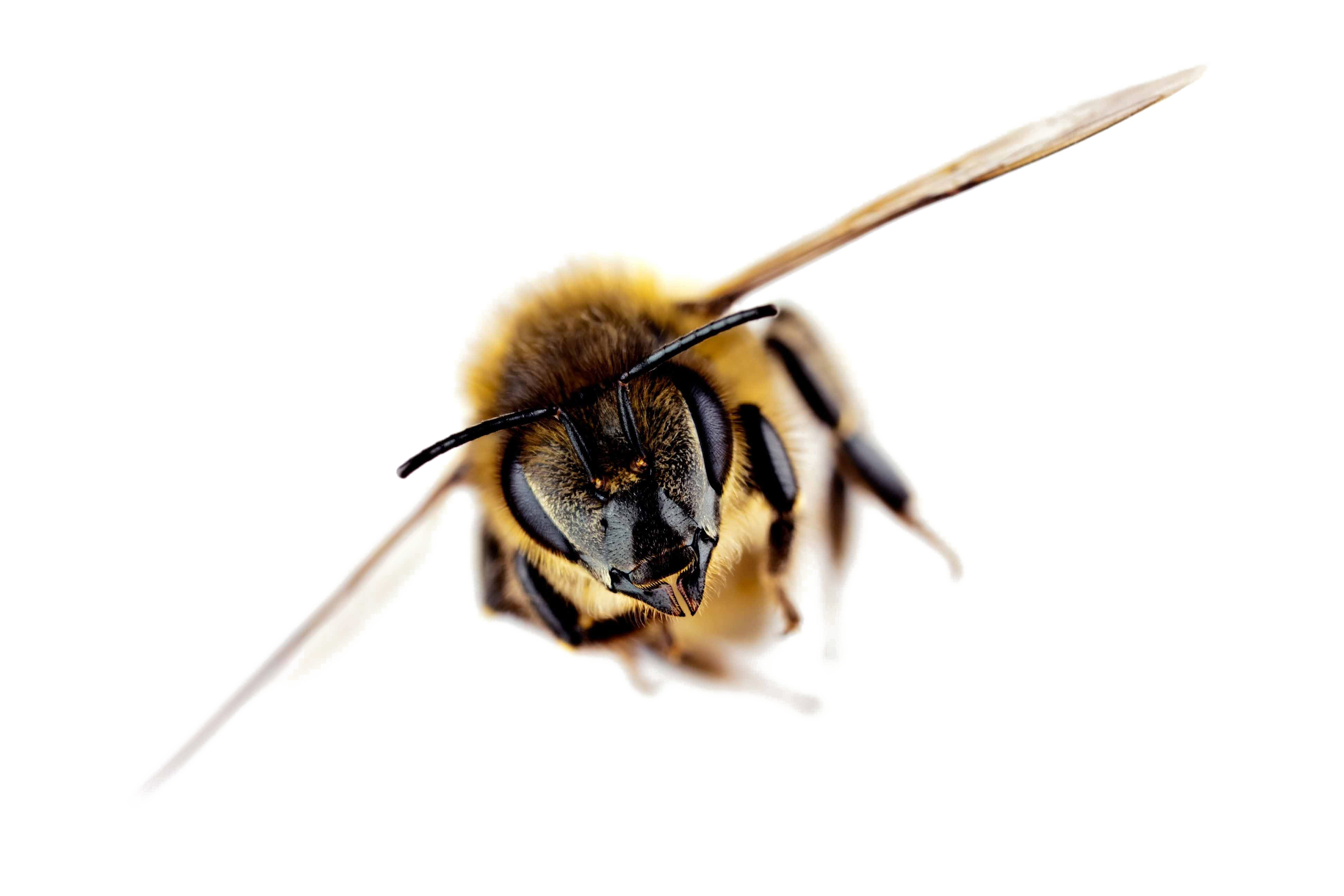 Fliegende Honey Biene PNG-Fotos