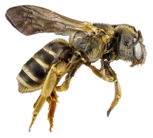 Flying Honey Bee Transparent PNG
