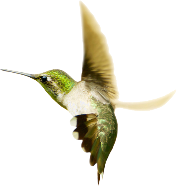 Flying Hummingbird PNG File
