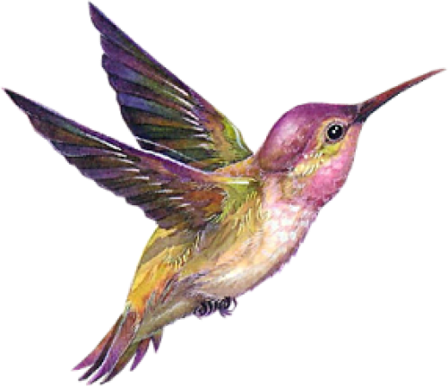 Flying Hummingbird PNG Image