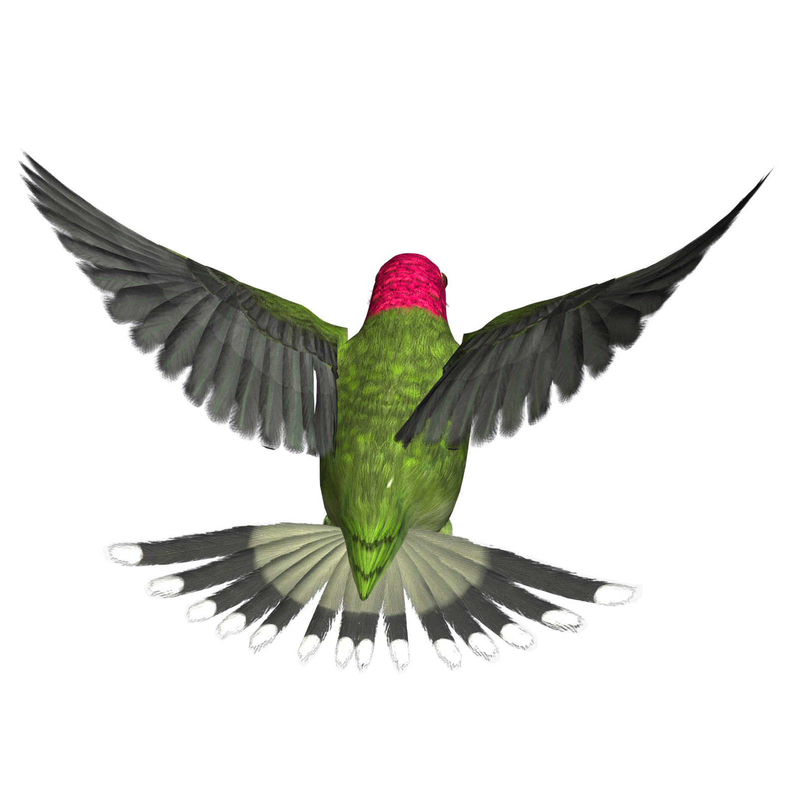 Flying Hummingbird PNG Foto