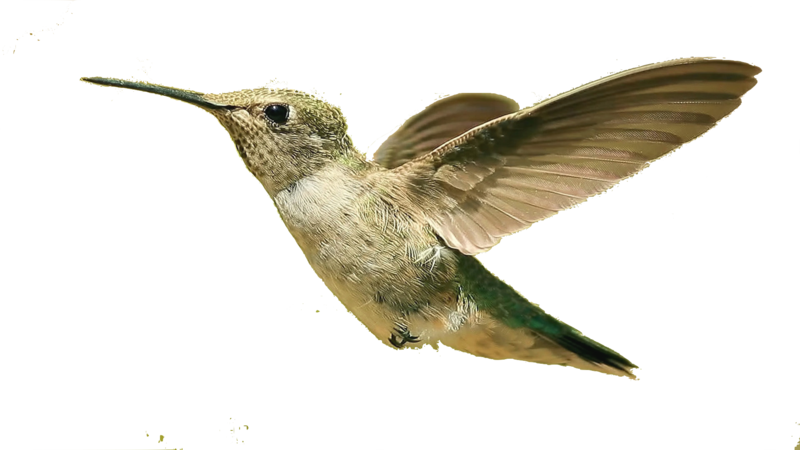 Flying Hummingbird PNG Transparent Image