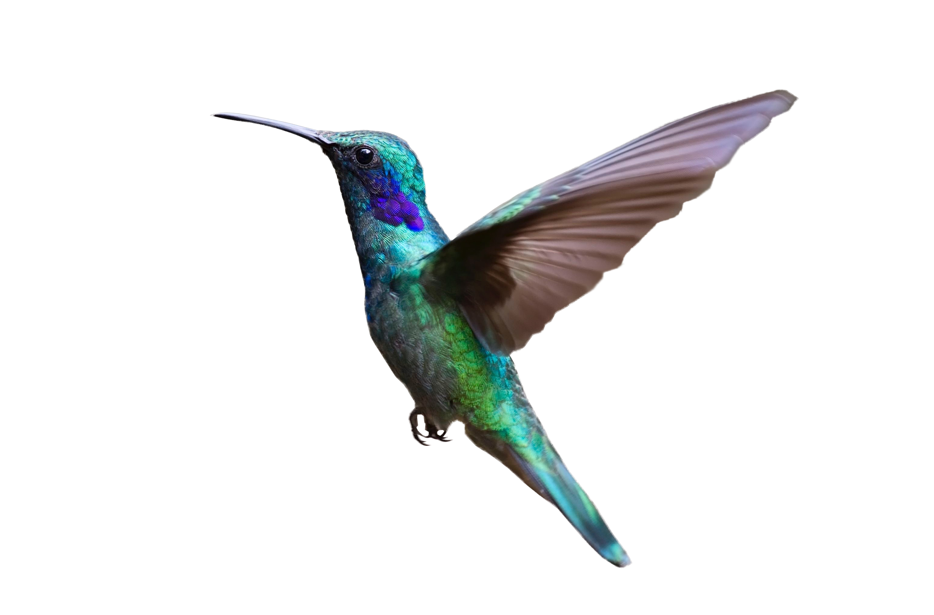 Летающий колибри прозрачный фон