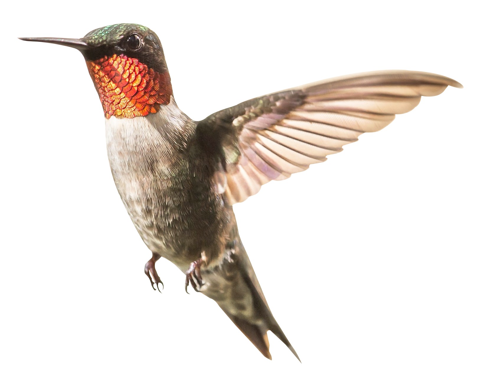 Fliegender Aquarell-Kolibri-PNG-Clipart