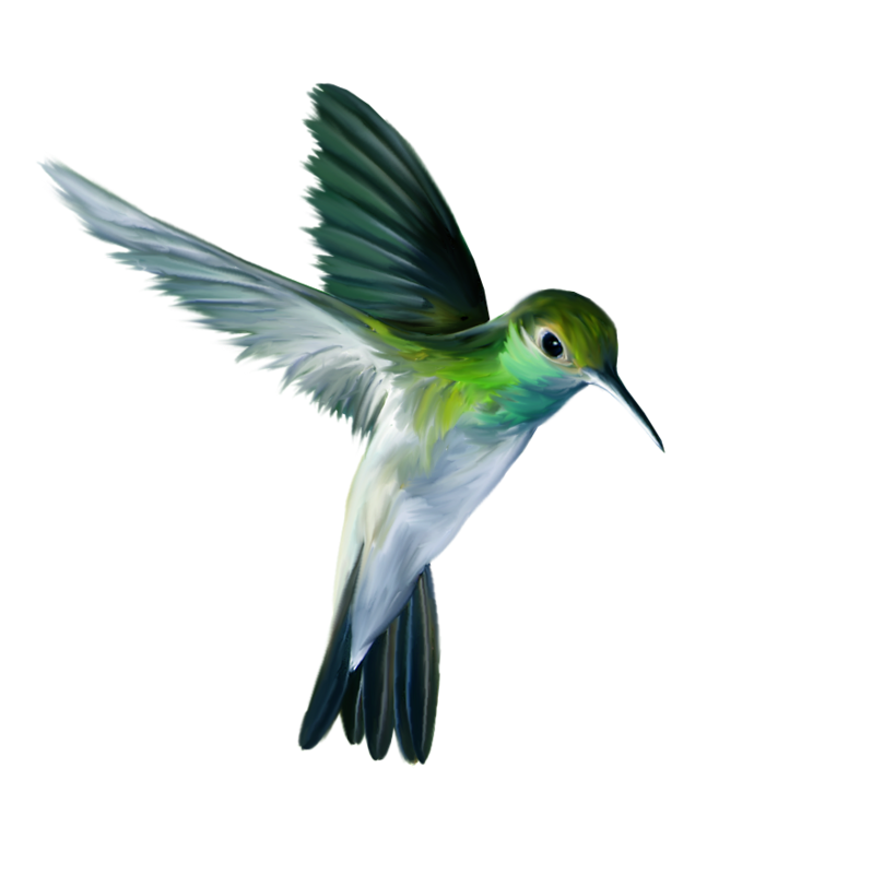 Immagine di PNG del hummingbird dellacquerello volante