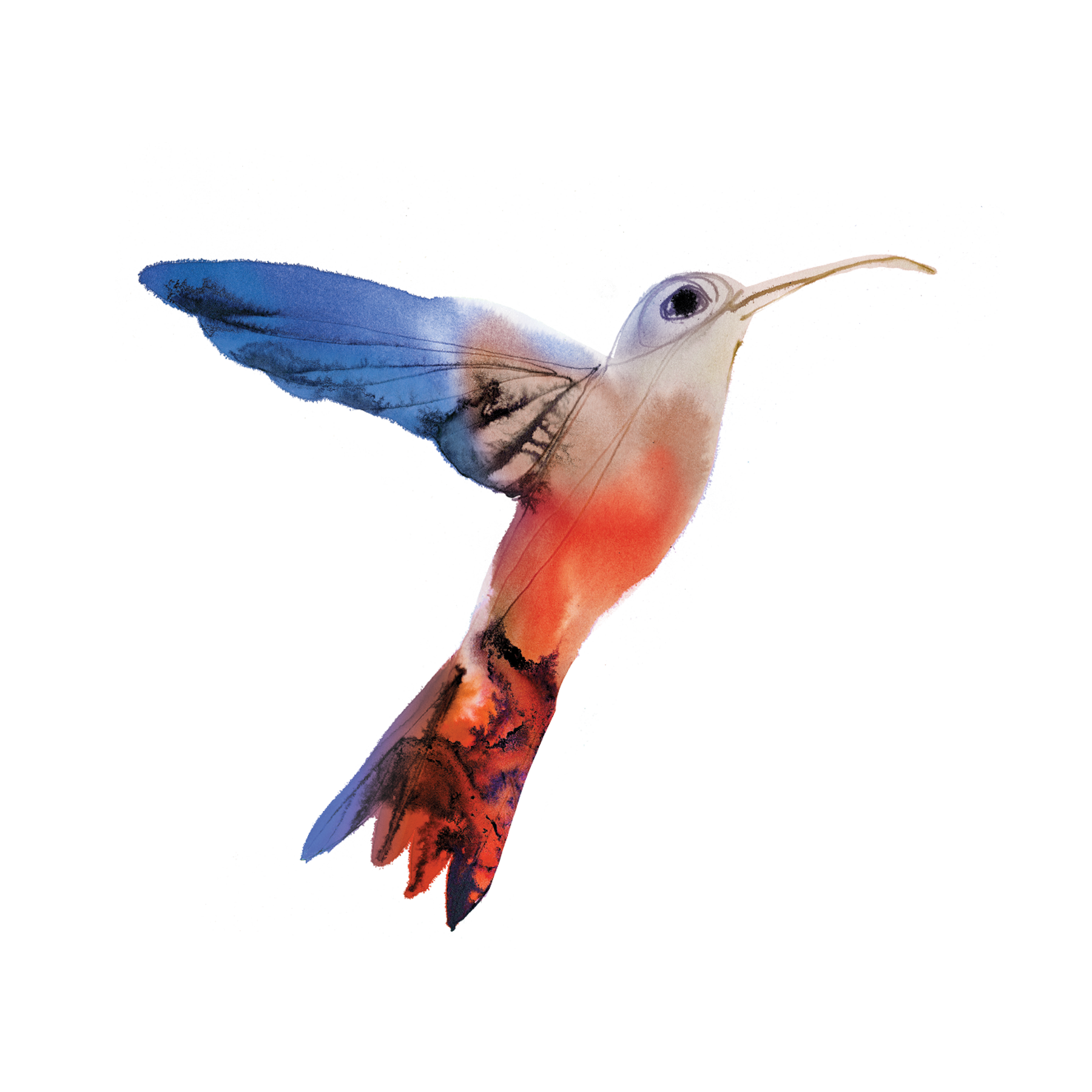 Foto di PNG di colibrì dellacquerello volante