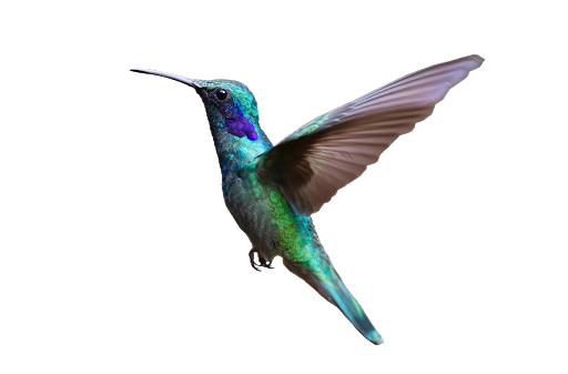 Flying Watercolor Hummingbird Transparent Background