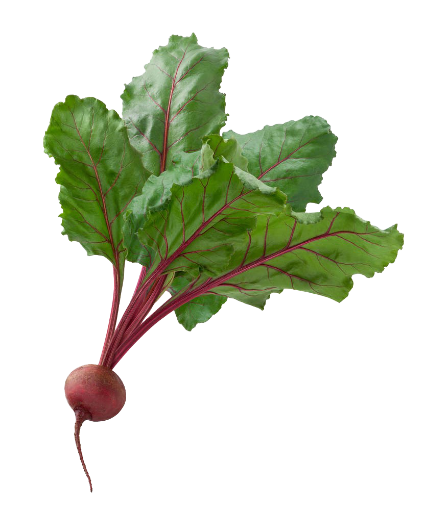Frische Rote Beete transparent PNG