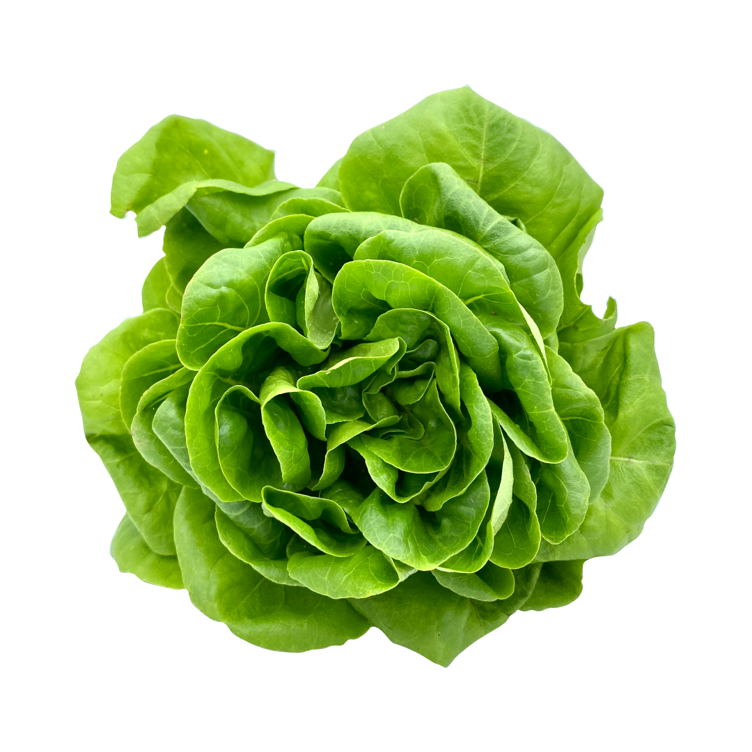 Fresh Butterhead Lettuce PNG Transparent Image