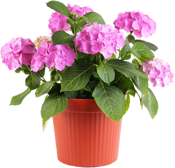 Pot bunga segar PNG Transparan