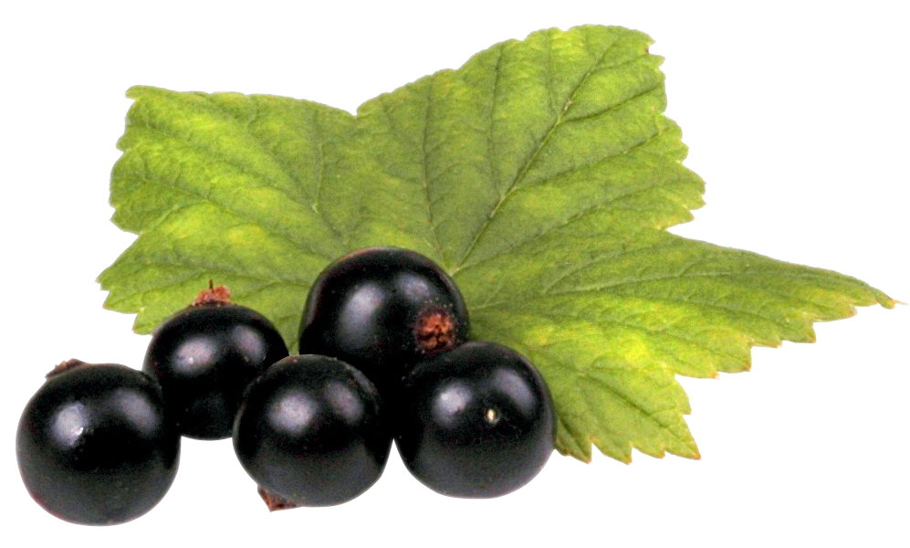 Свежие органические черные ягоды смородины прозрачные PNG