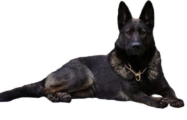 German Black Dog Transparent PNG