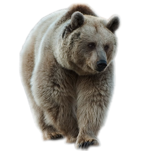 Giant Brown Bear Transparent PNG