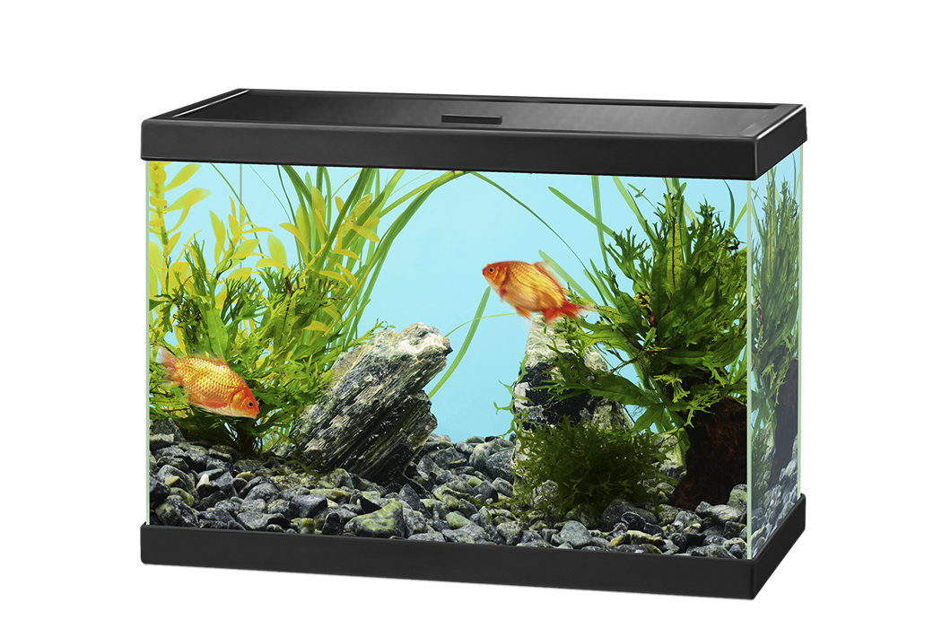 Glass Aquarium Fish Tank PNG HD