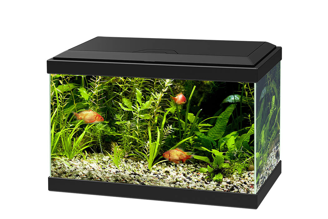 Glass Aquarium Fish Tank PNG Pic