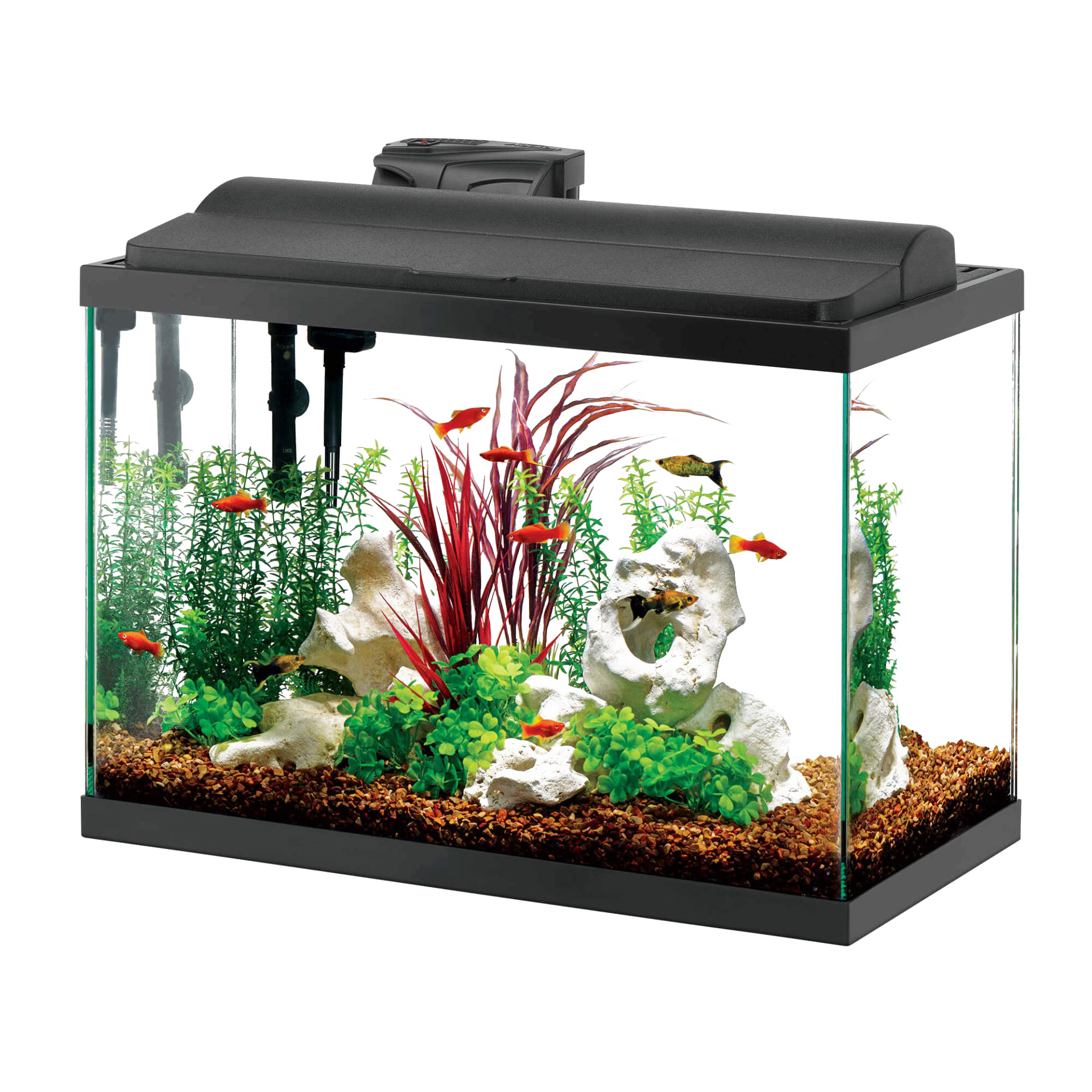Glassaquarium-Fischtank Transparenter Hintergrund