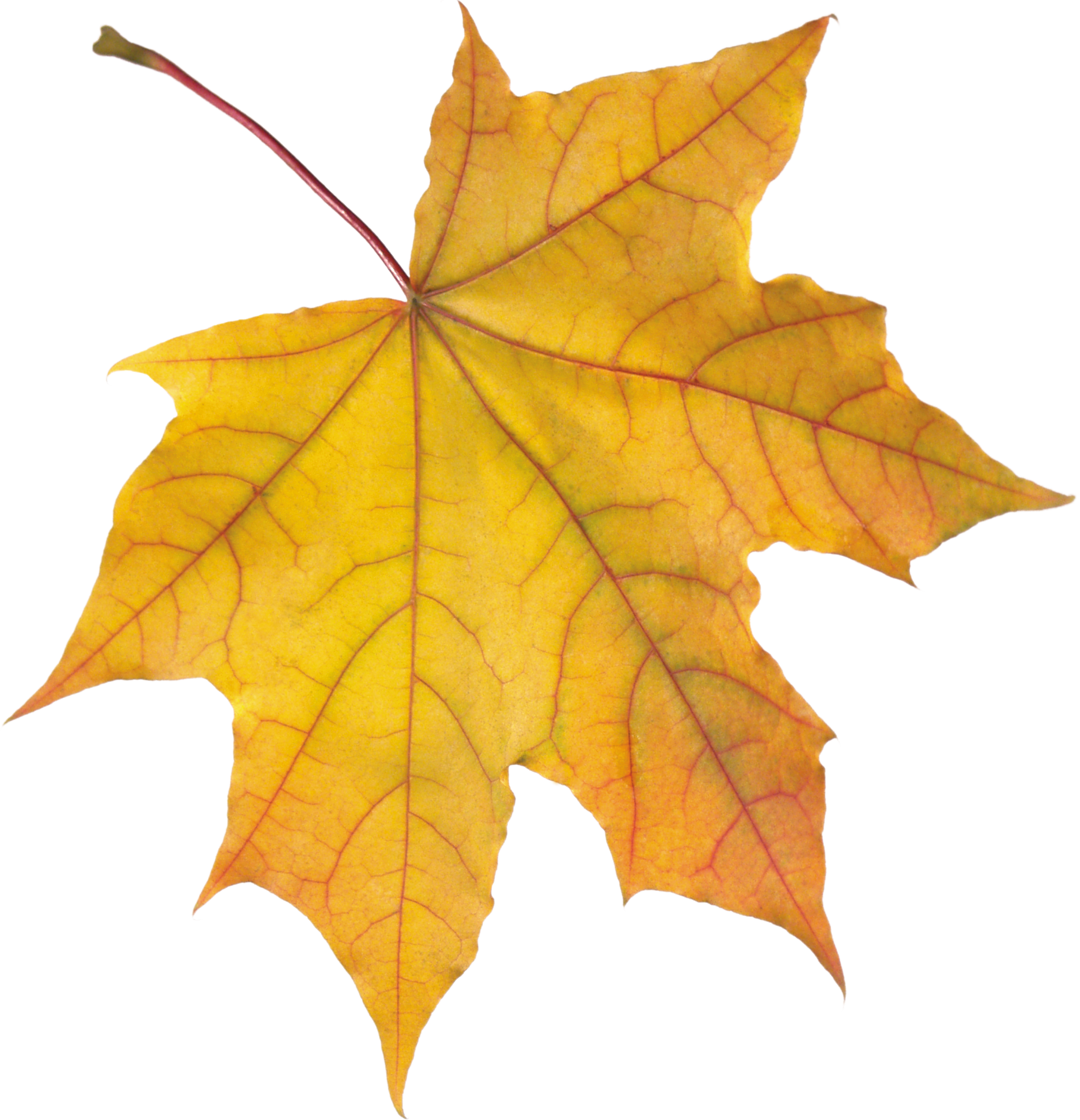 Goldenes Herbstblatt PNG-Bild
