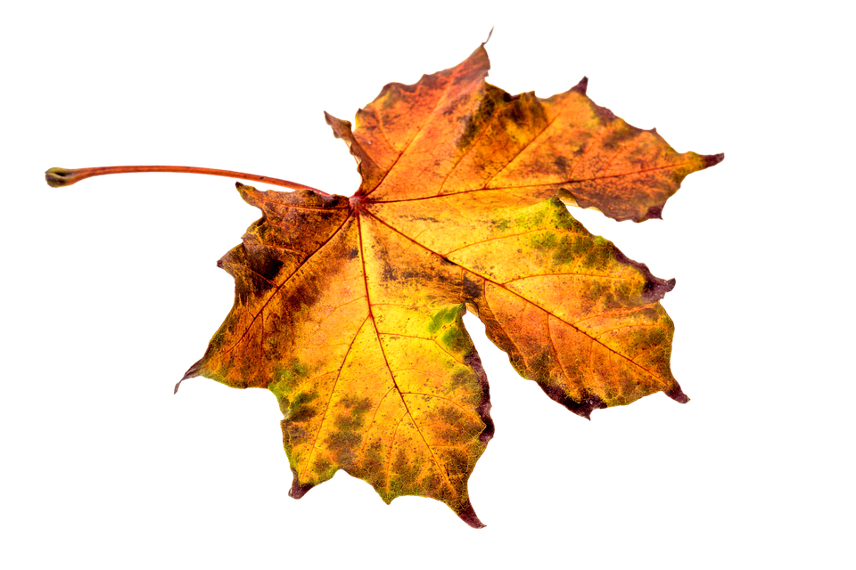 Transparenter Hintergrund des goldenen Herbstblatts