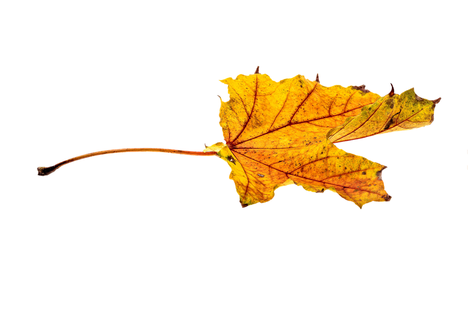 Golden Autumn Leaf Transparent PNG
