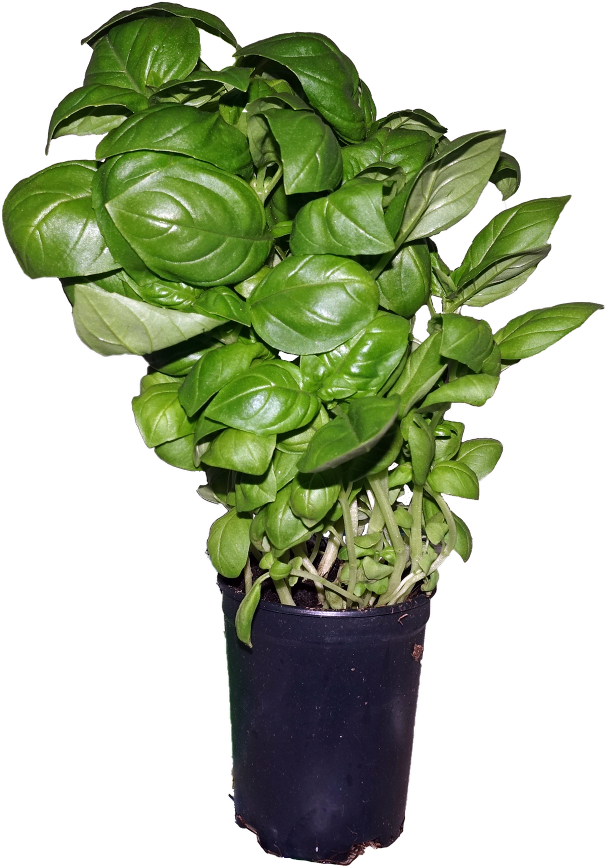 Green Basil Leaf Pot Transparent PNG