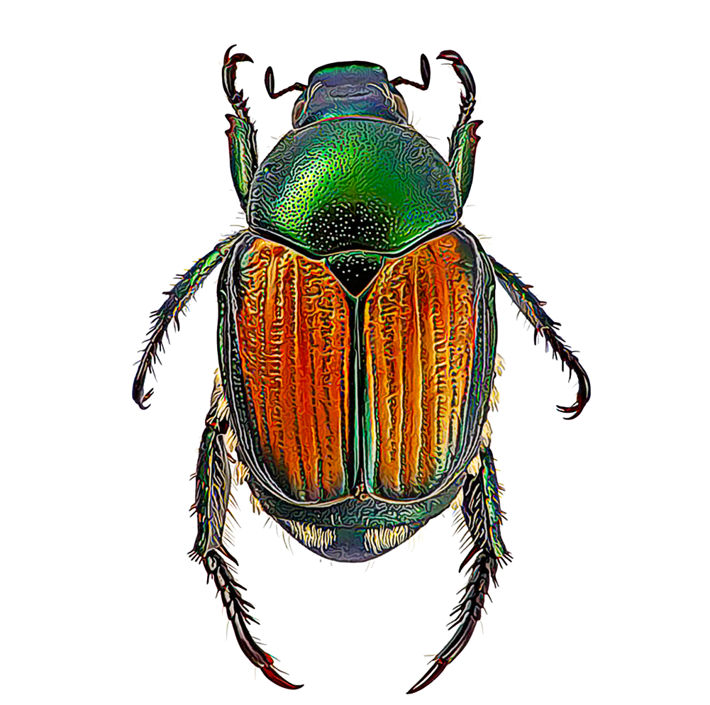 Green Beetle Transparent PNG