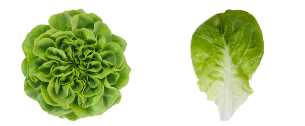 Grüner Butterkopfsalat PNG-Bild