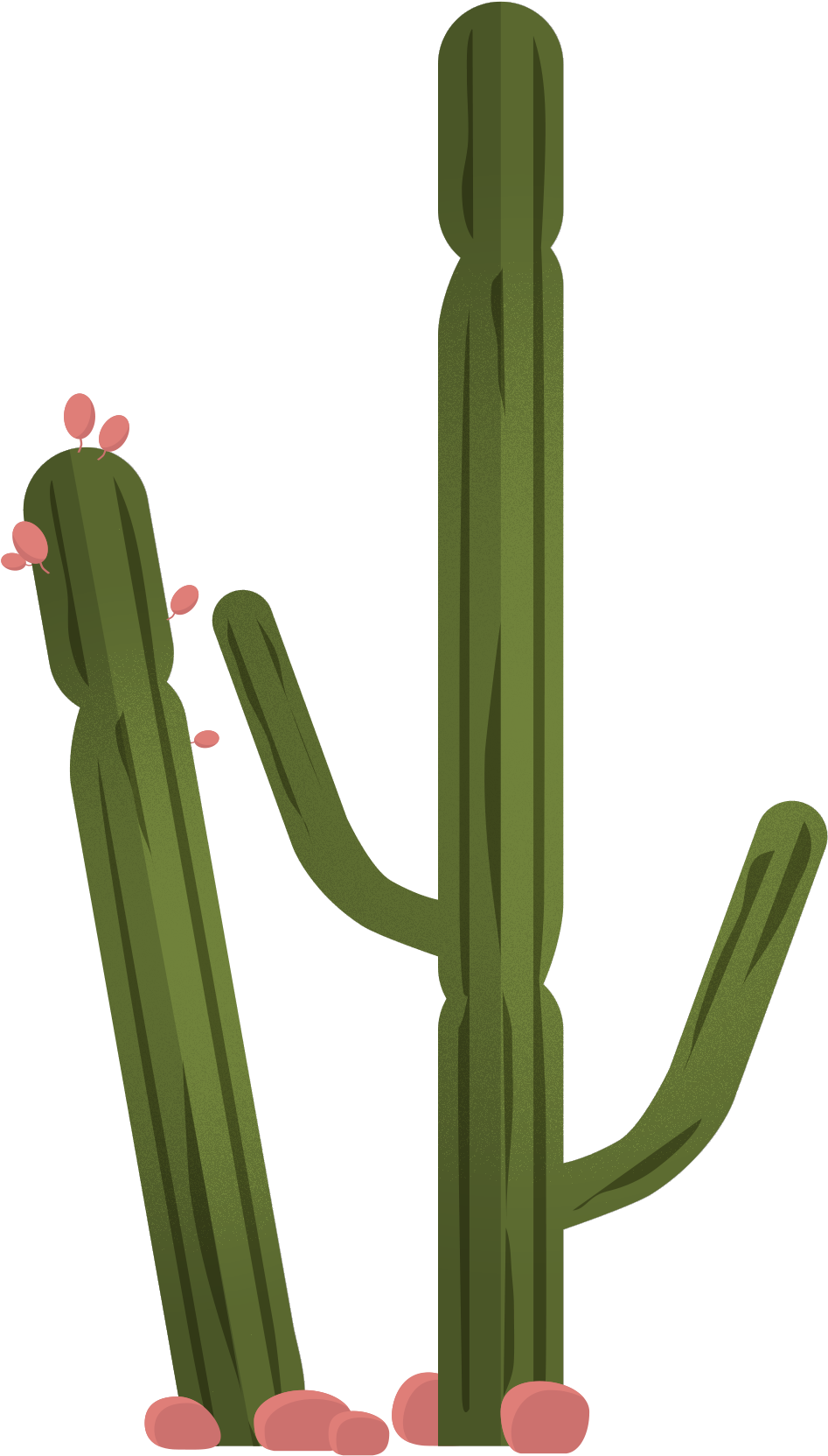 Green cactus plant vector PNG Clipart