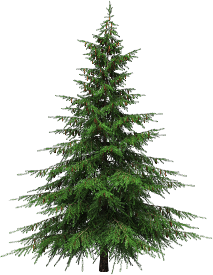 Green Christmas Fir-Tree Transparent PNG