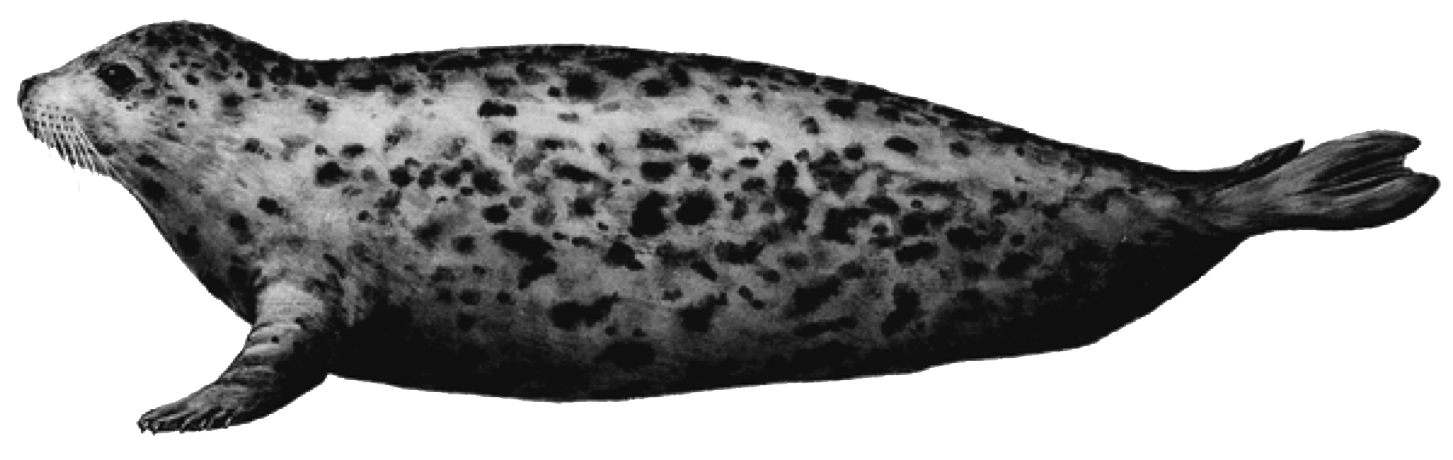 Grey Harbor Seal PNG Clipart