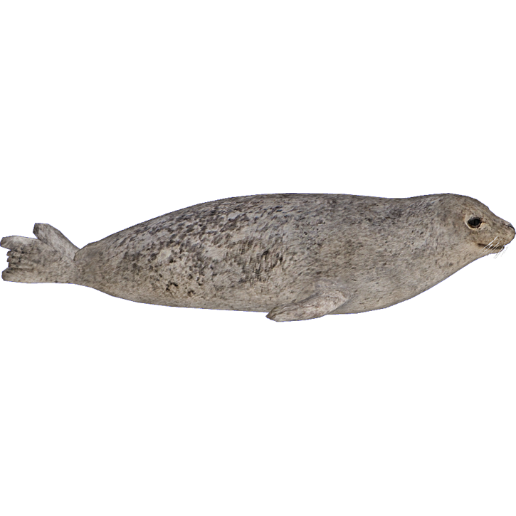 Grey Harbor Seal PNG Transparent Image