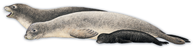 Gray Harbor Seal Transparan PNG