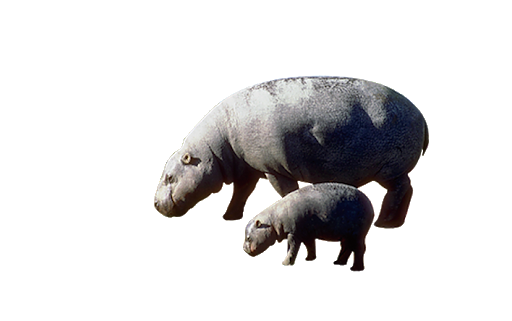 Grey Hippo PNG Clipart