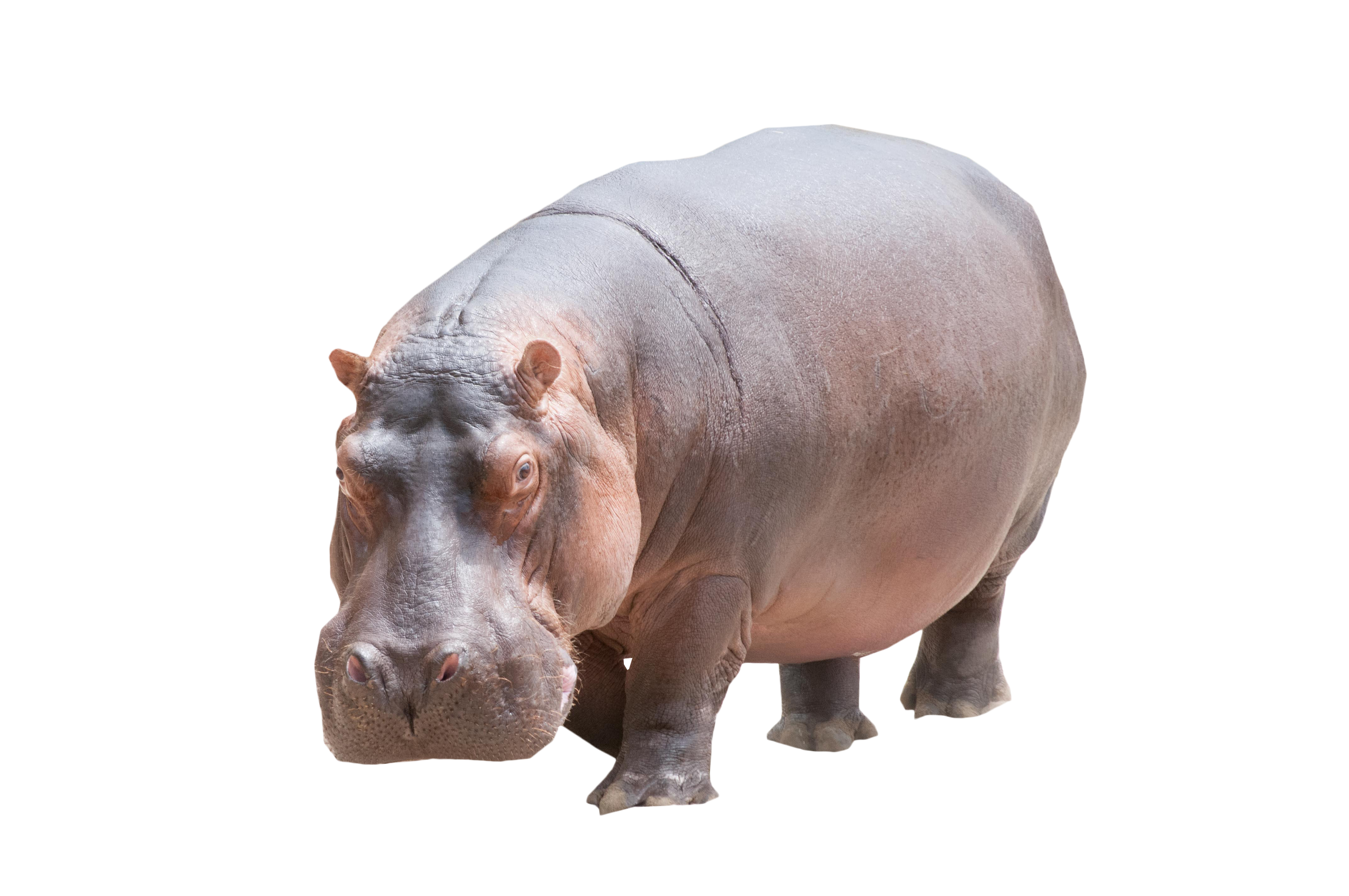 Grey Hippo PNG File