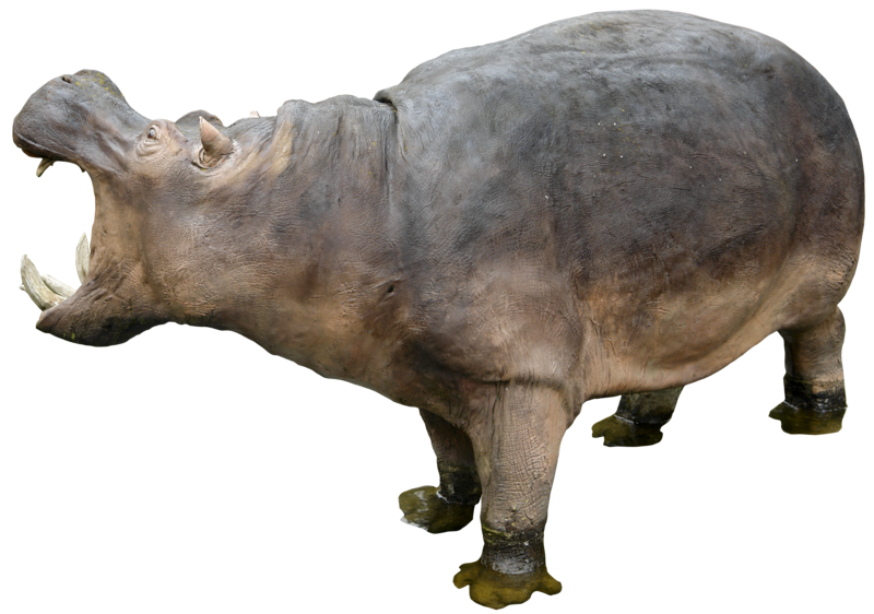 Foto Gray Hippo PNG