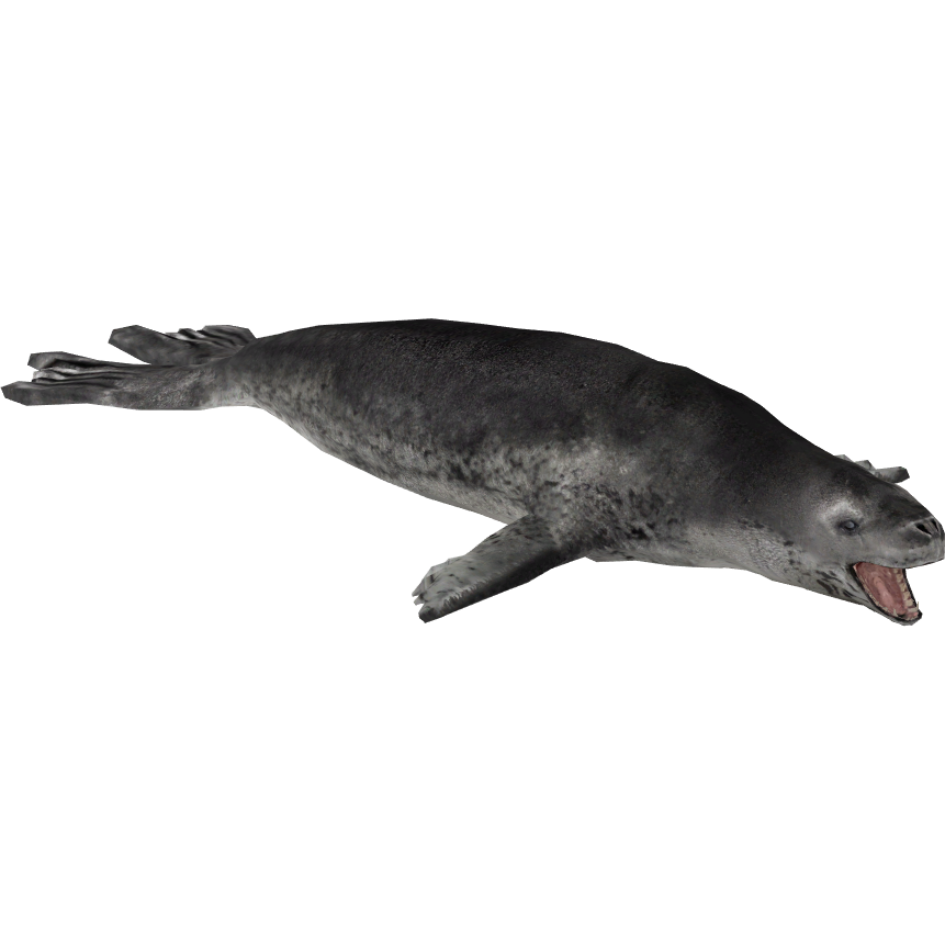 Harbor Seal PNG Clipart