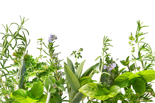 Herbs Transparent PNG