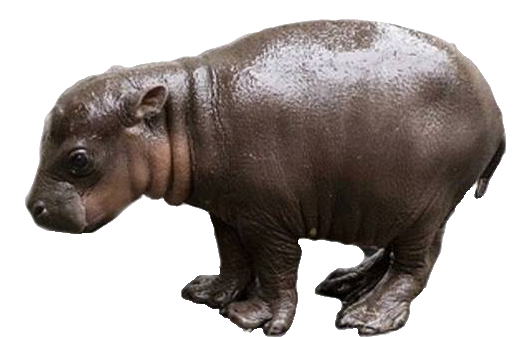Hippo PNG gambar Transparan