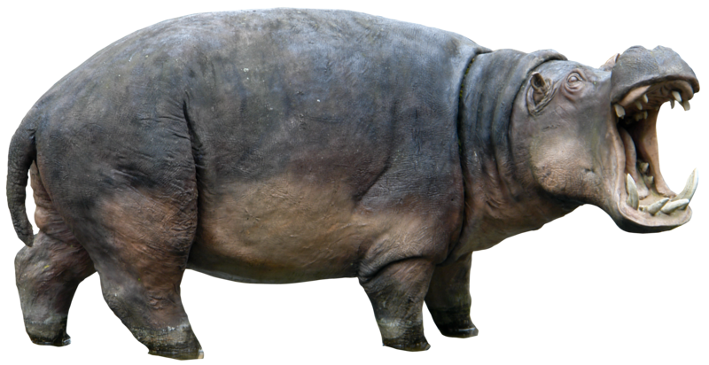 Hippo Transparenter Hintergrund