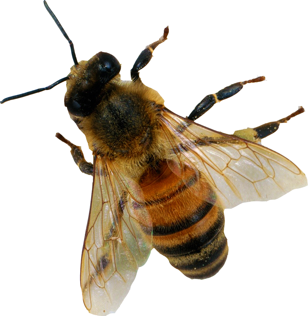 Honey Пчела PNG файл