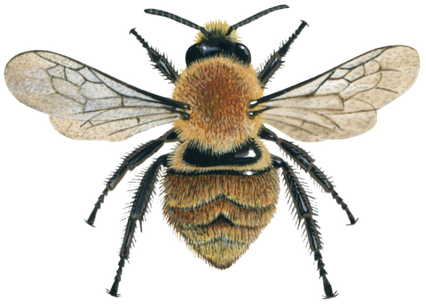 Honey Bee PNG Photos