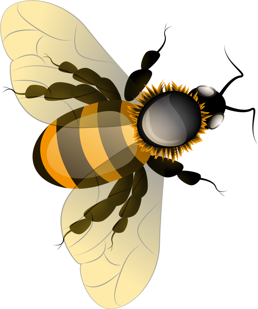 Honey Bee PNG Transparent Image